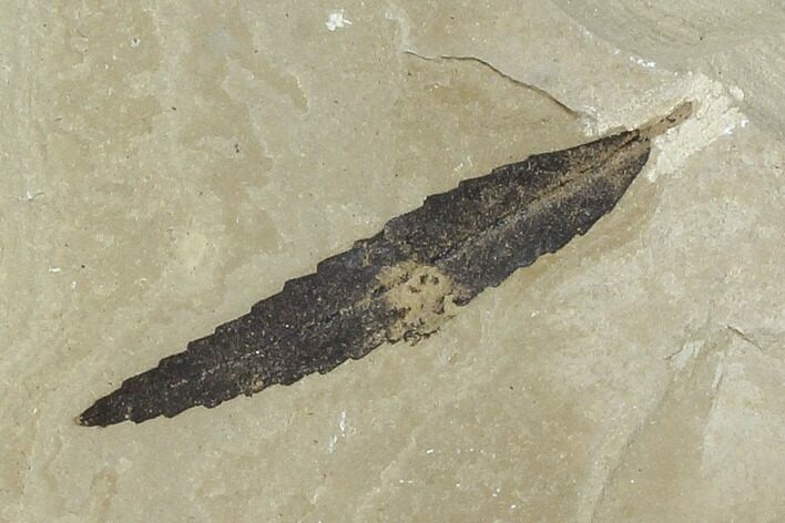 Fossil Willow Leaf And Unidentified Fruit - Utah #118022